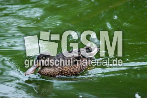 Löffelente (3 von 8).jpg